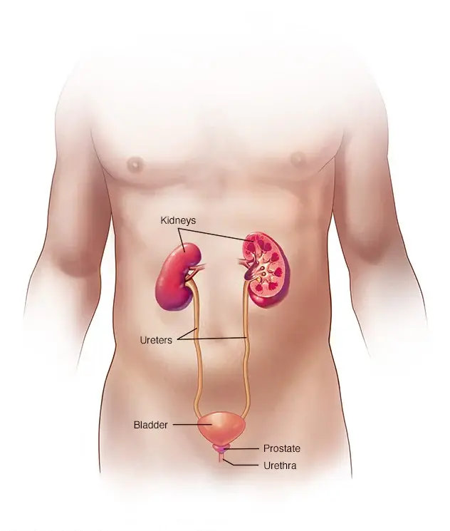 The Kidneys and Urinary System