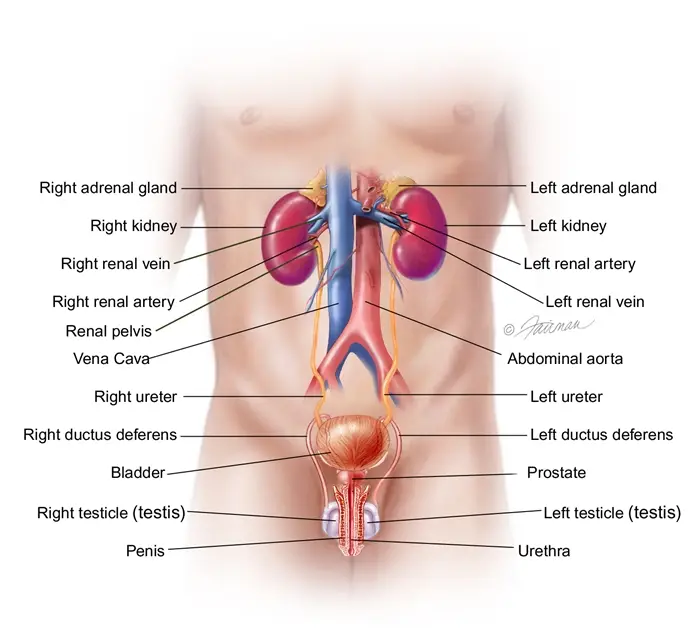 Migration Path of Kidney Stones in Human Body