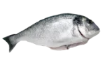 Gilt-head bream