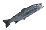 Trout