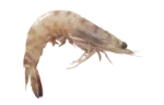 Prawns
