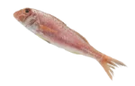 Mullet