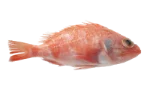 Rose fish