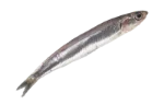 Sardines (smoked)