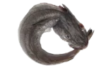 Hake