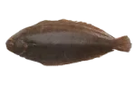 Common sole