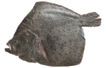 Turbot