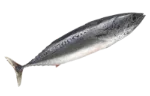 Tuna (deep frozen)