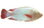 Tilapia