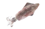 Squid