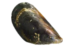 Blue mussels