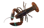 Lobster