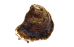 Oysters