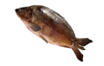 Carp
