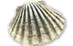 Scallop