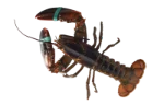 Crayfish