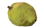 Jackfruit
