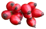 Rose hip