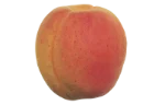 Apricot