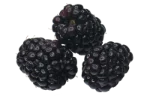 Blackberries