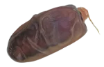 Date (dried)
