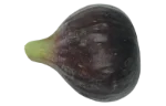 Fig