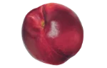 Nectarine