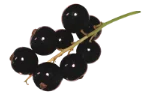 Black currants