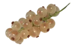 White currants