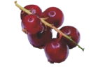 Red currants