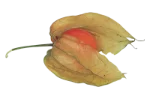 Groundcherries