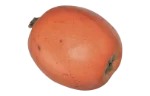 Loquat