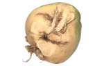 White turnip