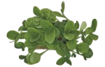 Watercress