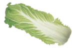 Chinese cabbage (Napa)
