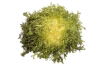 Endive