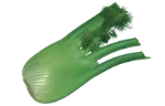 Fennel