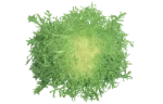 Frisee lettuce