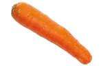 Carrot