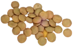 Lentils (unpeeled, cooked)