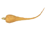 Parsnips