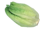 Romaine lettuce