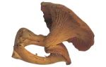 Chanterelles