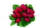 Red radish