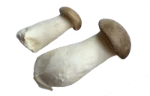 King trumpet mushroom