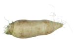 White radish
