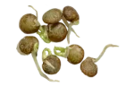 Lentil sprouts (raw)