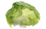 Butterhead lettuce