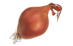 Shallots