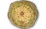 Celery root (celeriac)